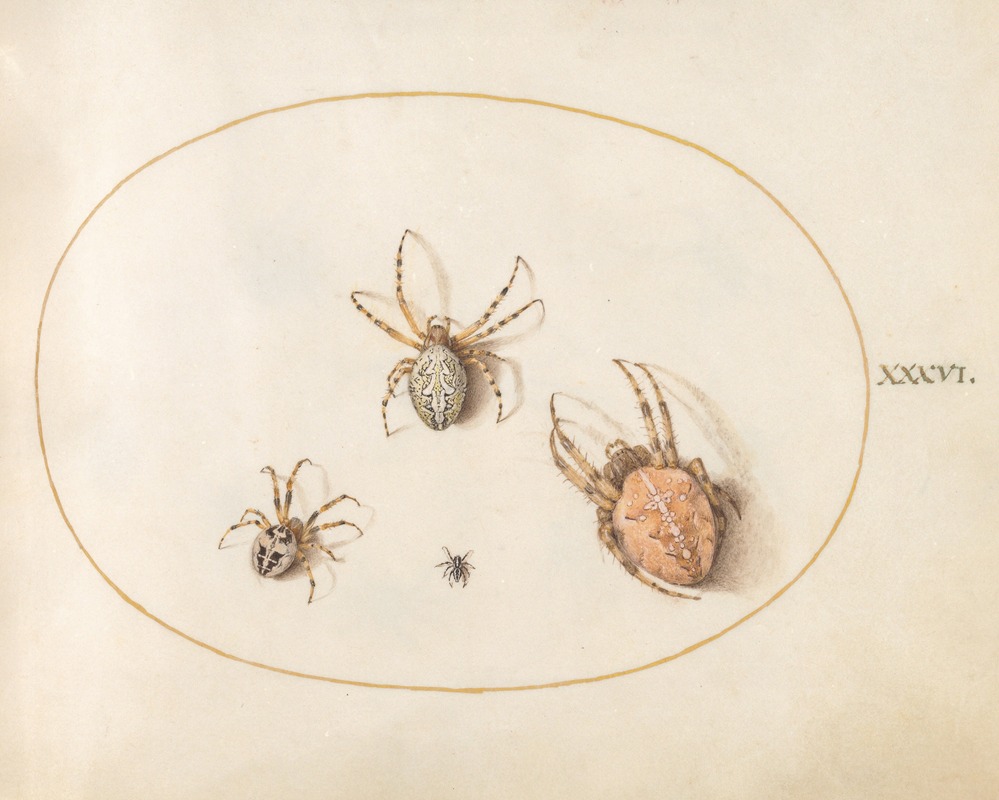 Joris Hoefnagel - Plate 36; Three Large Spiders and One Small Spider