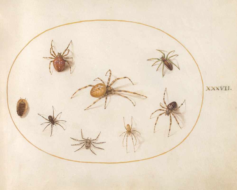 Joris Hoefnagel - Plate 37; Seven Spiders and an Insect