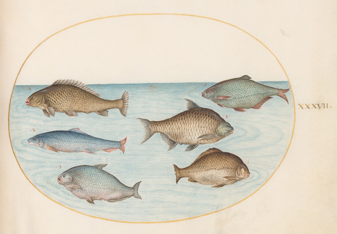 Joris Hoefnagel - Plate 37; Six Fish, Including Carp