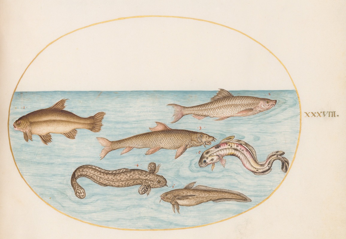 Joris Hoefnagel - Plate 38; Burbot, Rockling, and Other Fish