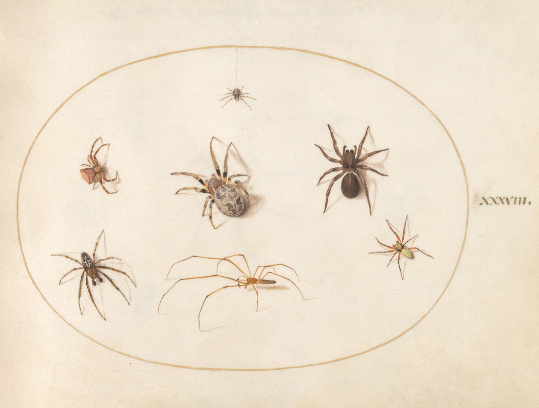 Joris Hoefnagel - Plate 38; Seven Spiders