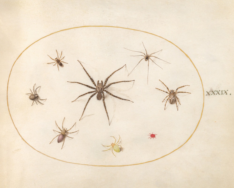 Joris Hoefnagel - Plate 39; Eight Spiders