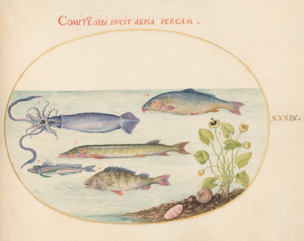 Joris Hoefnagel - Plate 39; Squid, Gurnard, Pike, and Other Fish