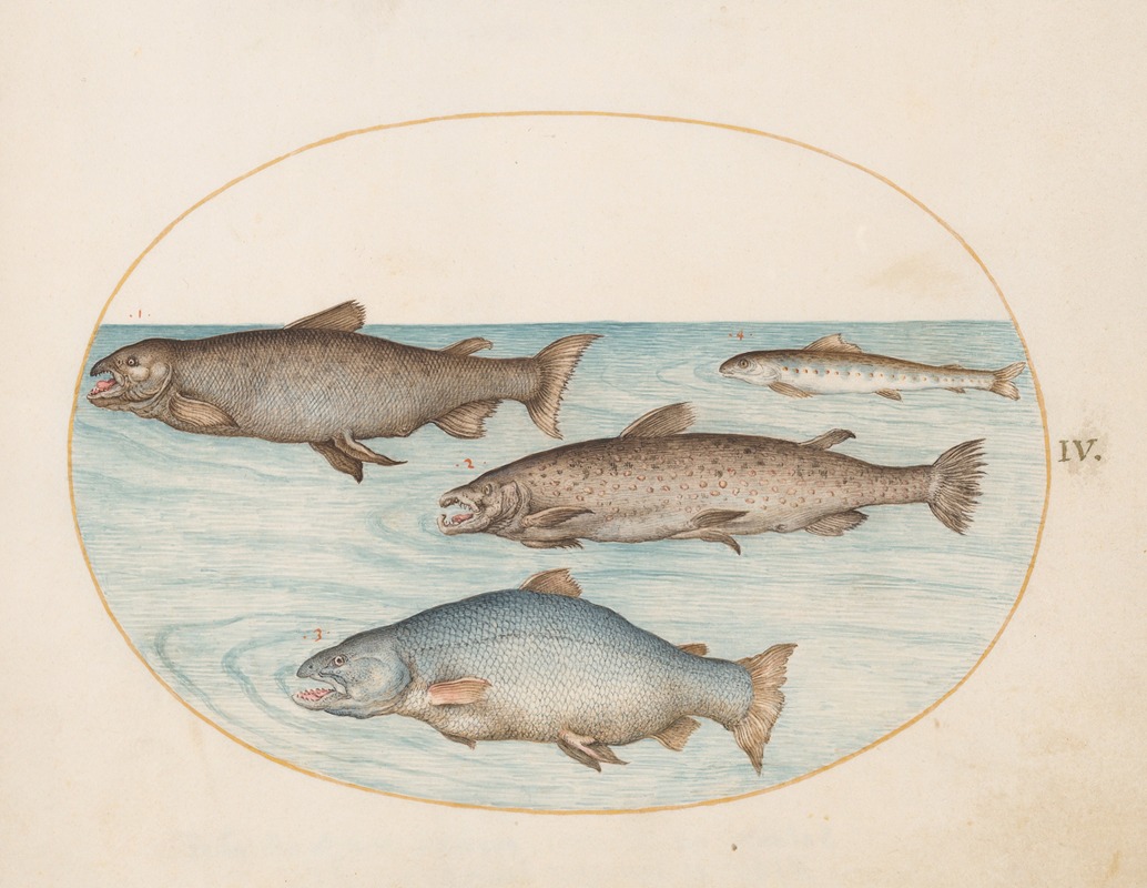 Joris Hoefnagel - Plate 4; Four Salmon