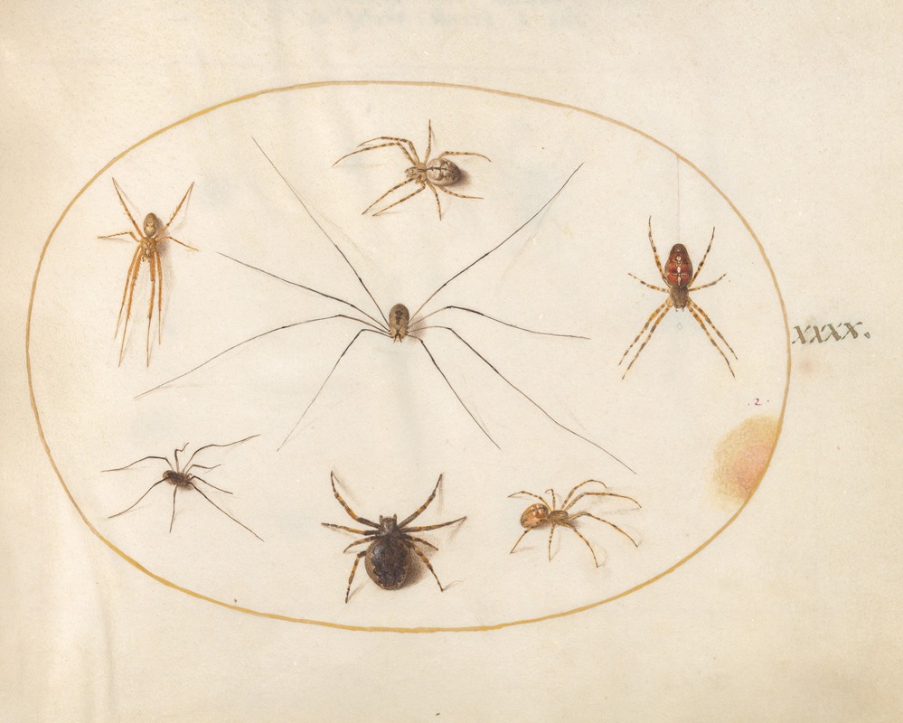 Joris Hoefnagel - Plate 40; Eight Spiders, Including a Cross Spider, with an Egg Sac