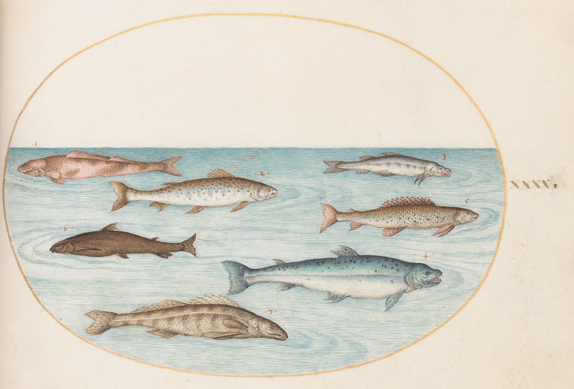 Joris Hoefnagel - Plate 40; Salmon, Trout, and Freshwater Fish