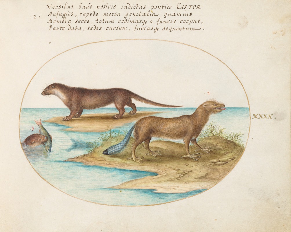 Joris Hoefnagel - Two Otters and a Beaver