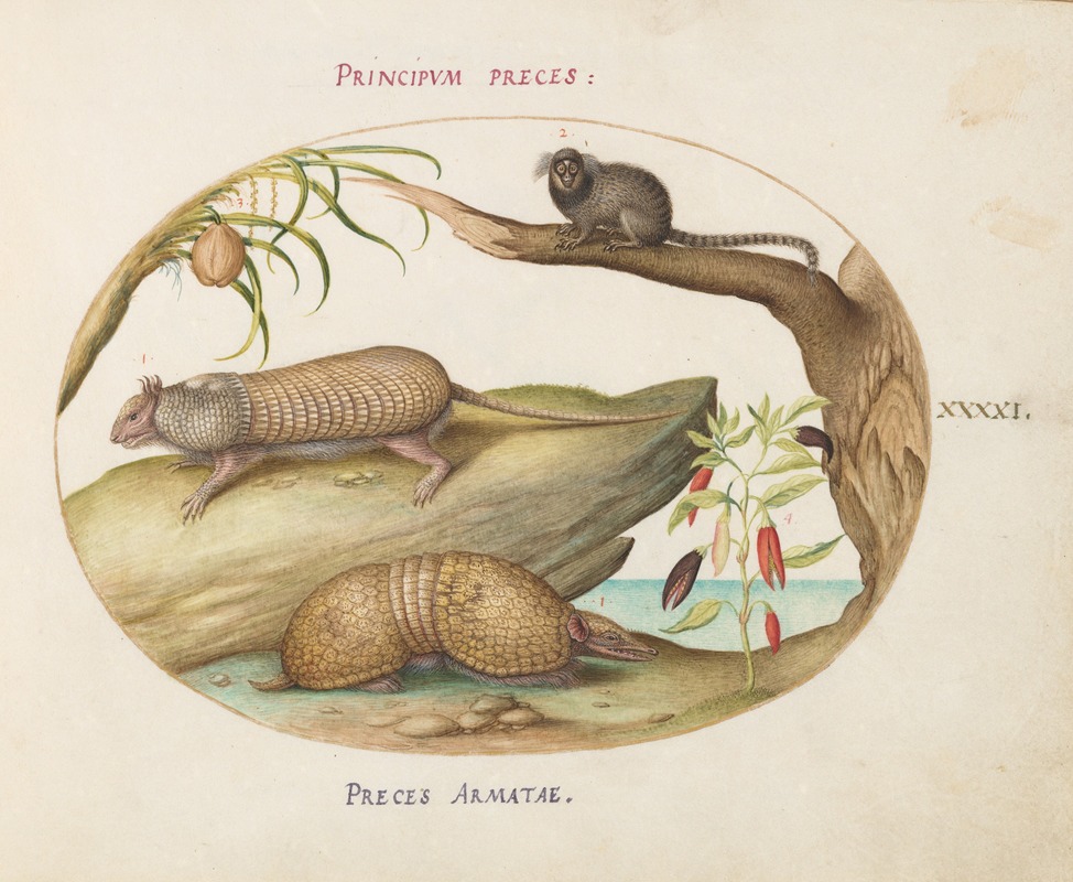 Joris Hoefnagel - Two Types of Armadillos with a Marmoset, a Coconut Palm, and a Pepper Plant