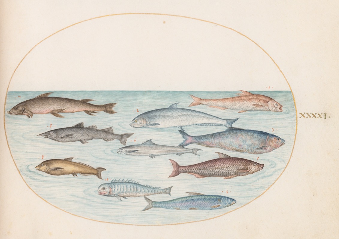 Joris Hoefnagel - Plate 41; Whitefish and Other Fish