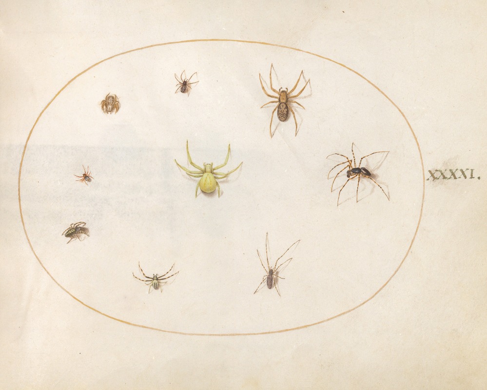 Joris Hoefnagel - Plate 41; Yellow Spider Surrounded by Eight Spiders