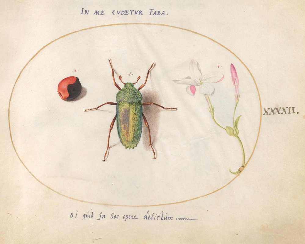 Joris Hoefnagel - Plate 42; Jewel Beetle with a Rosary Pea and a Flower (Oleander)