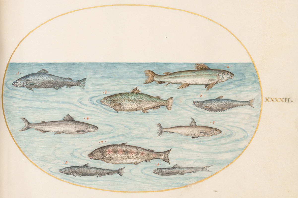 Joris Hoefnagel - Plate 42; Nine Fish