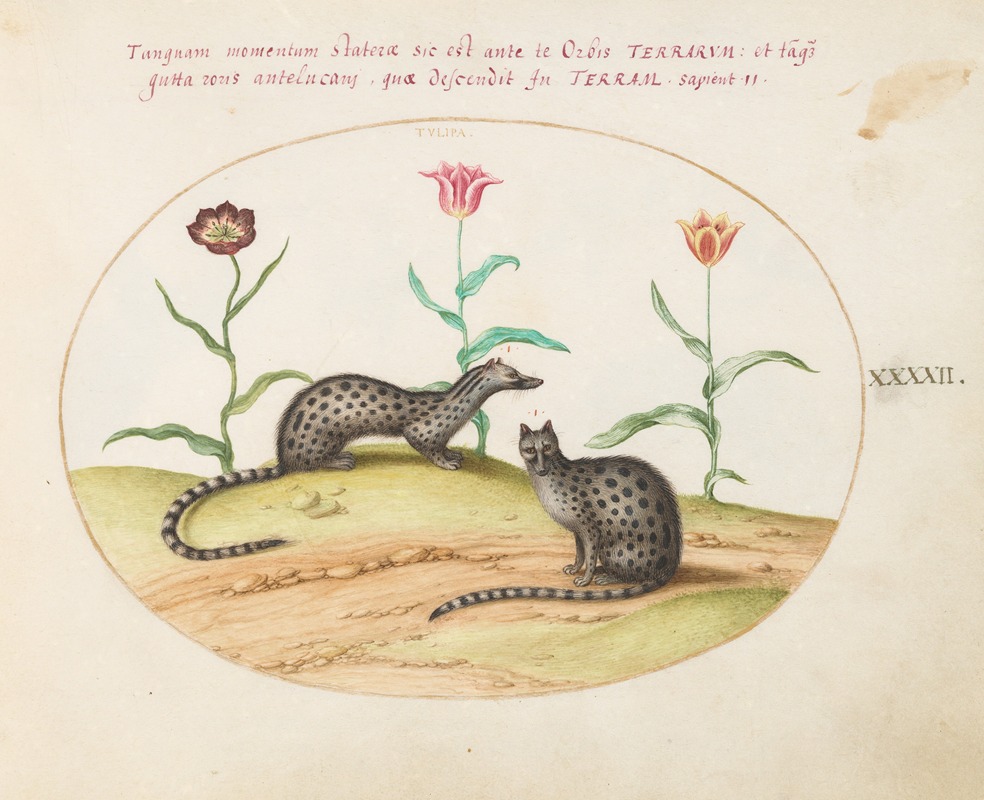 Joris Hoefnagel - Two Genets or Civet Cats with Tulips