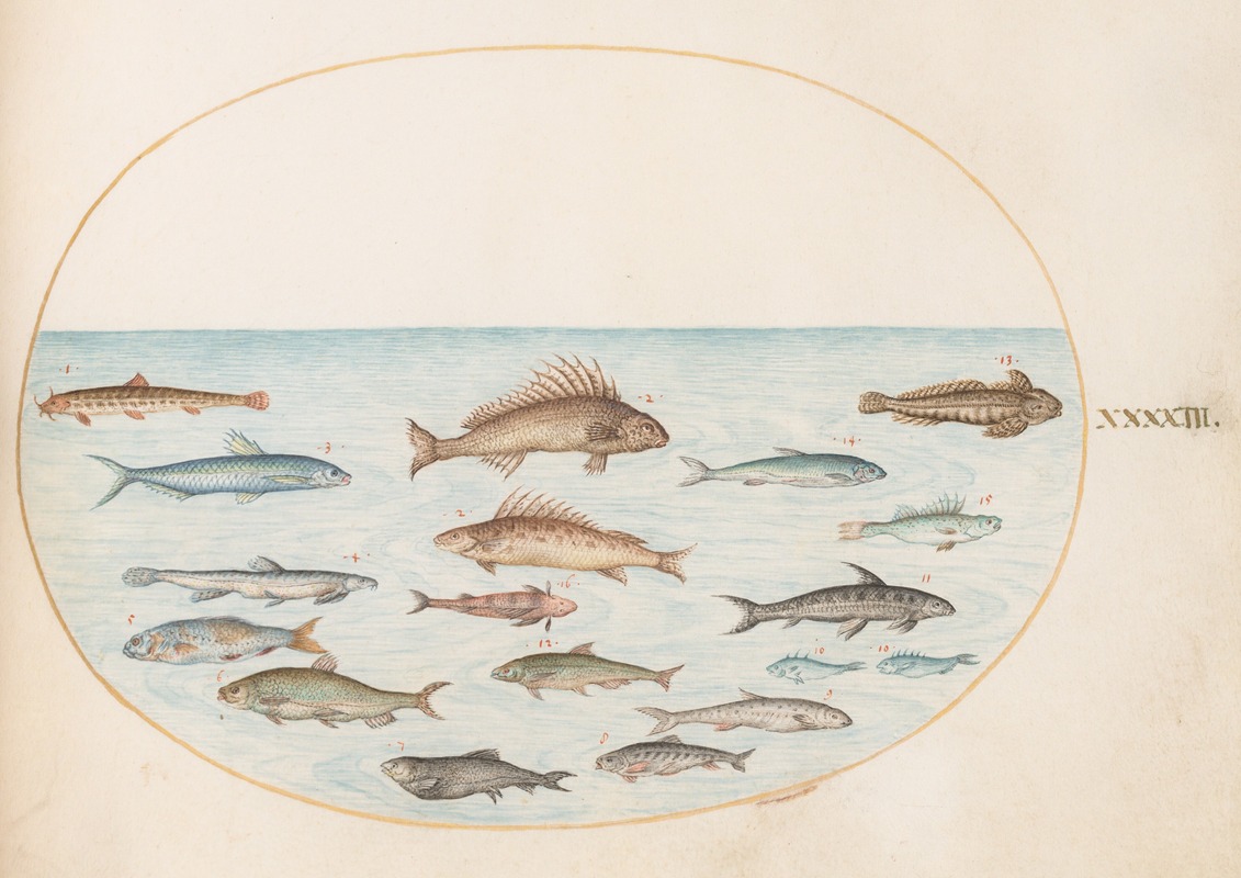 Joris Hoefnagel - Plate 43; Fifteen Fish