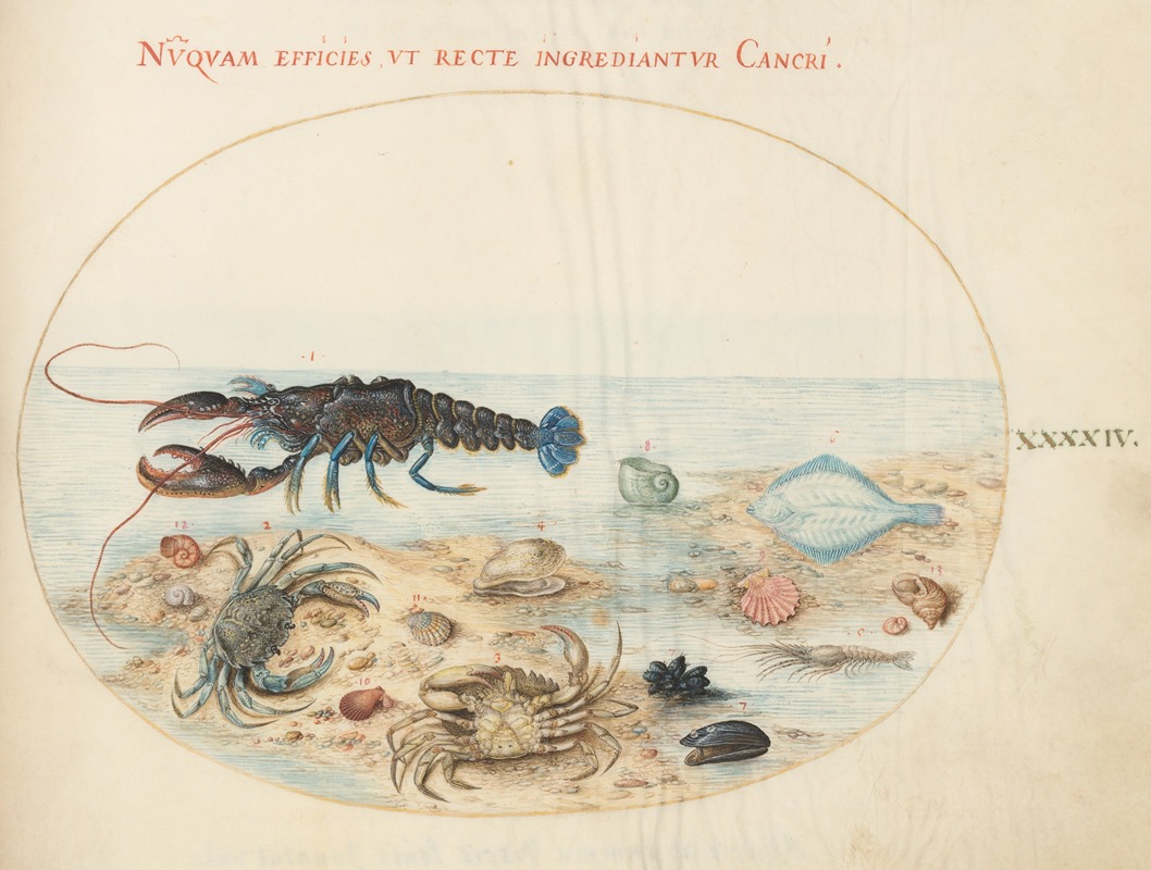 Joris Hoefnagel - Plate 44; Lobster, Two Crabs, Scallop Shells, and Other Sea Life