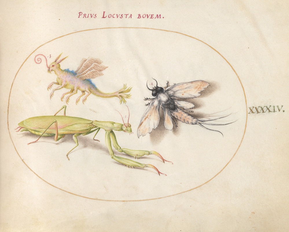 Joris Hoefnagel - Plate 44; Mantis, Mayfly, and a Fictional Locust