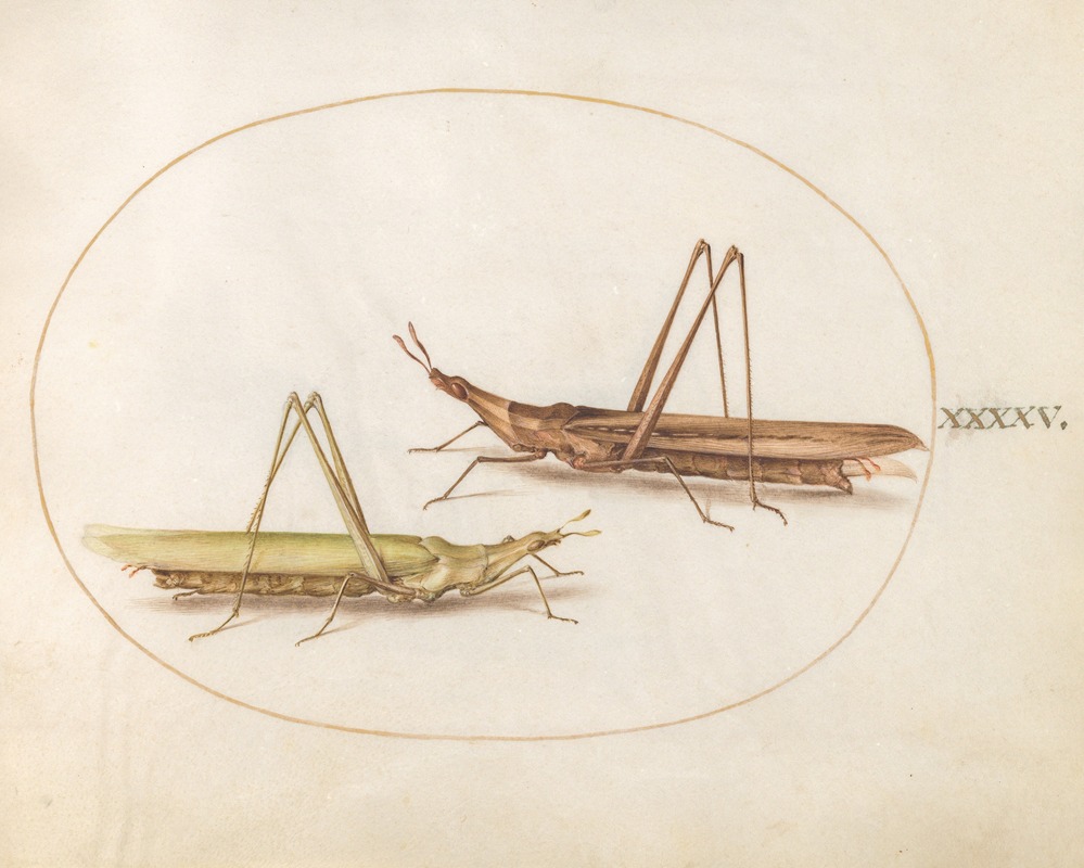 Joris Hoefnagel - Plate 45; Two Long-Headed Grasshoppers