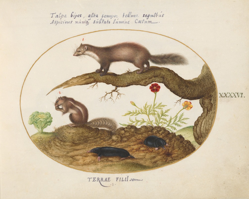 Joris Hoefnagel - Stone Marten, Chipmunk, and Moles with a Marigold and Lettuce