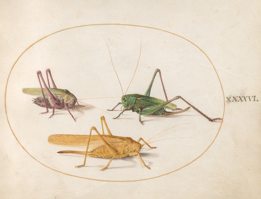 Joris Hoefnagel - Plate 46; Three Grasshoppers