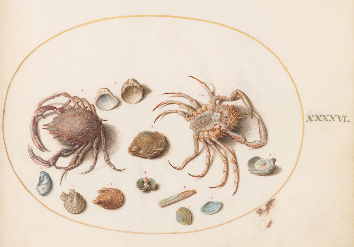 Joris Hoefnagel - Plate 46; Two Crabs with Seashells