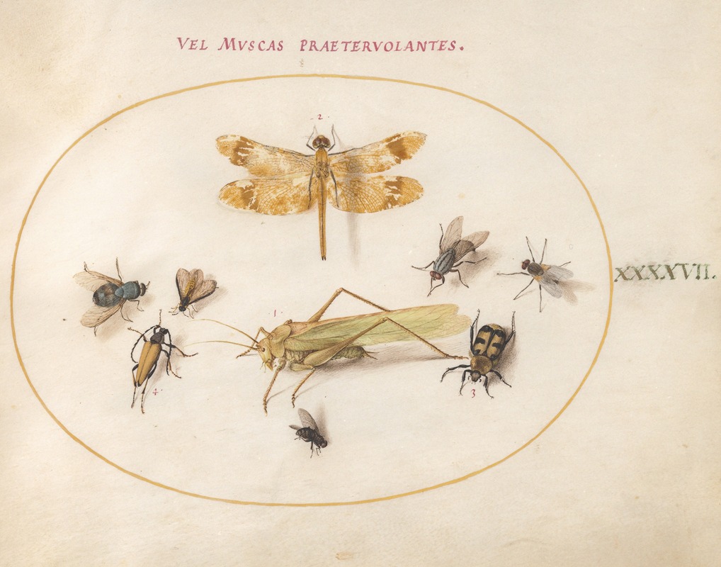 Joris Hoefnagel - Plate 47; A Dragonfly (Banded Darter), Grasshopper, Houseflies, a Carrion Beetle, a Flower Longhorn Beetle, and Other Insects