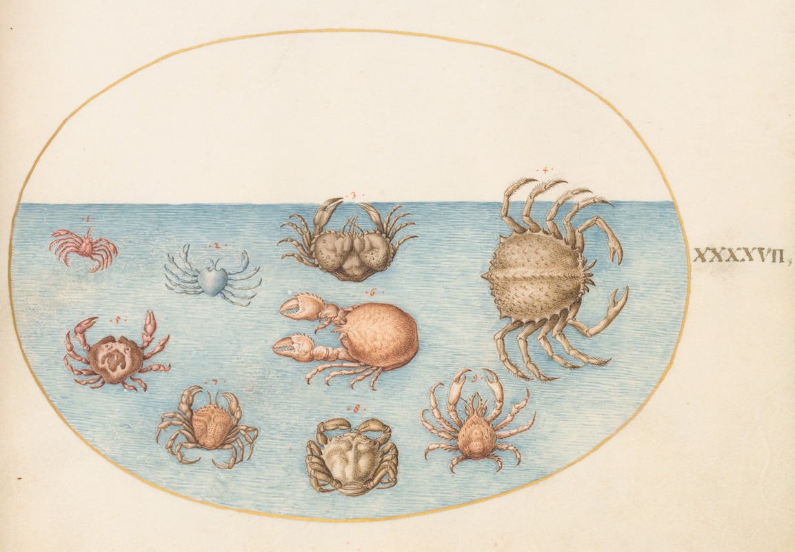 Joris Hoefnagel - Plate 47; Nine Crabs