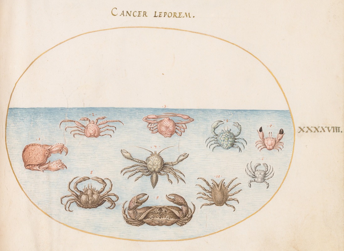 Joris Hoefnagel - Plate 48; Ten Crabs