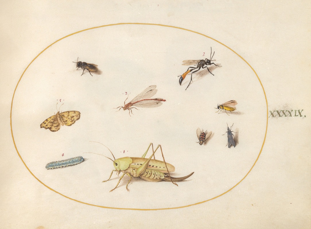 Joris Hoefnagel - Plate 49; A Grasshopper, a Caterpillar, a Butterfly, a Moth, and Other Insects