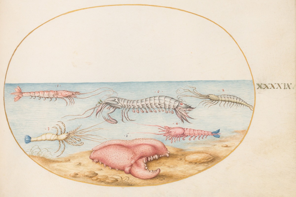 Joris Hoefnagel - Plate 49; Mantis Shrimp and the Claw of a European Crayfish