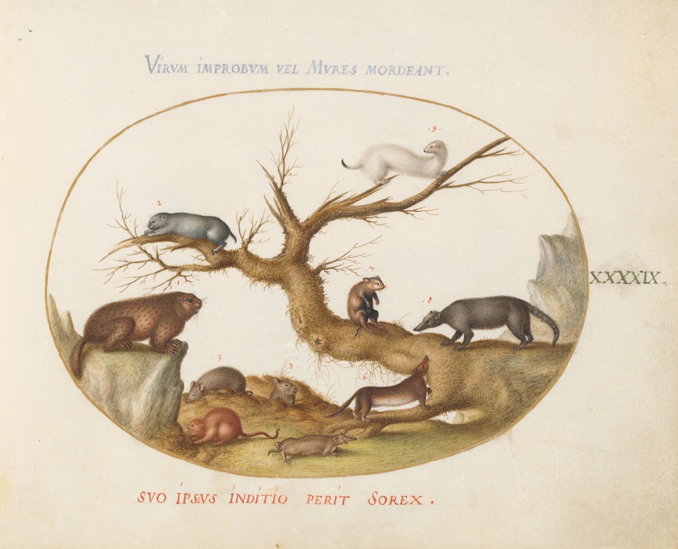 Joris Hoefnagel - Marmot, Hamsters, Rat, Field Mouse, Shrew, and a Coatimundi