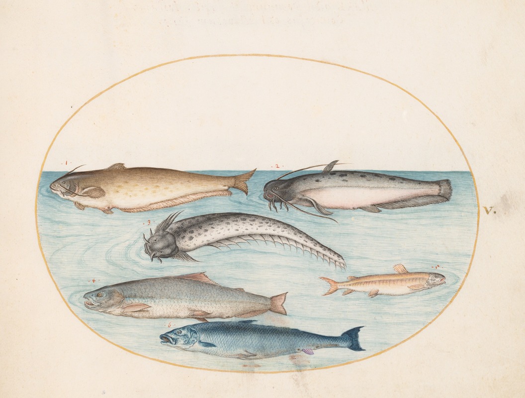 Joris Hoefnagel - Plate 5; Three Catfish, a Salmon, and Two Other Fish