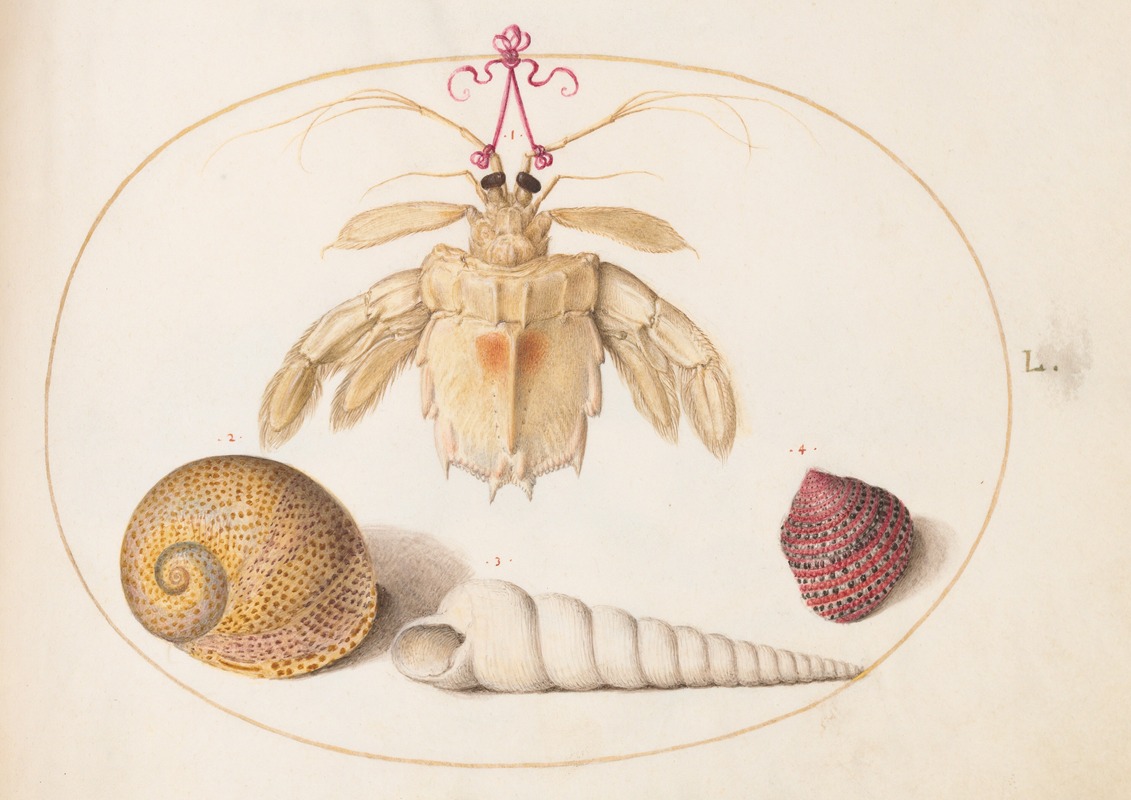 Joris Hoefnagel - Plate 50; A Partial Mantis Shrimp with Tower Snail Shells