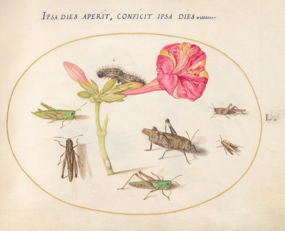 Joris Hoefnagel - Plate 50; Grasshoppers, a Caterpillar, and a Scale Insect with a Four O’Clock Flower