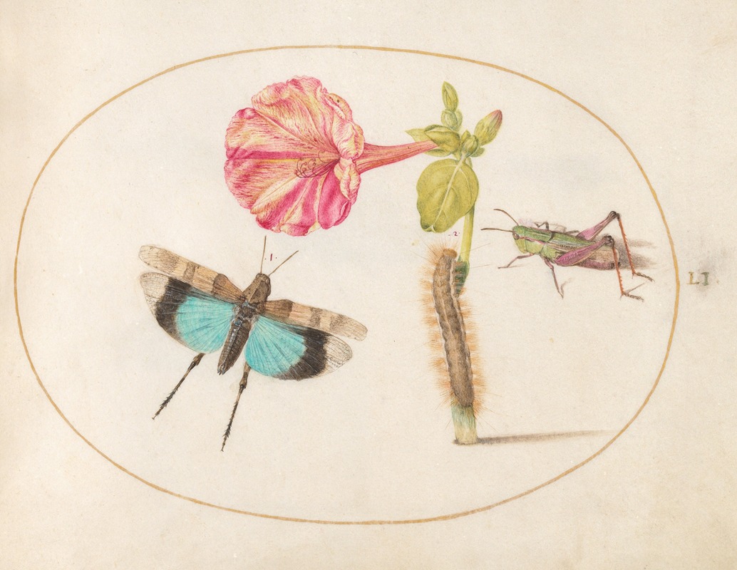 Joris Hoefnagel - Plate 51; Grasshoppers and a Caterpillar with a Four O’Clock Flower