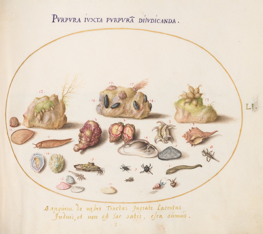 Joris Hoefnagel - Plate 51; Murex Mollusks, Shells, Hermit Crabs, a Slug, Insects, and Other Sea Life