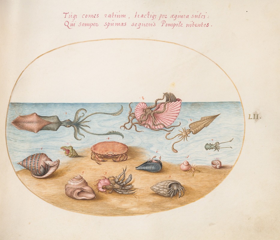 Joris Hoefnagel - Plate 52; An Argonaut, Squid, Hermit Crabs, Shells, and a Crab