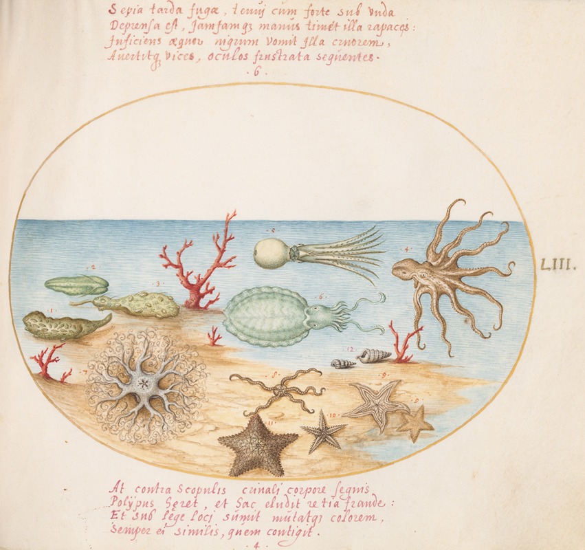 Joris Hoefnagel - Plate 53; Sea Cucumbers, Coral, Octopus, Starfish, Squid, and Other Sea Creatures