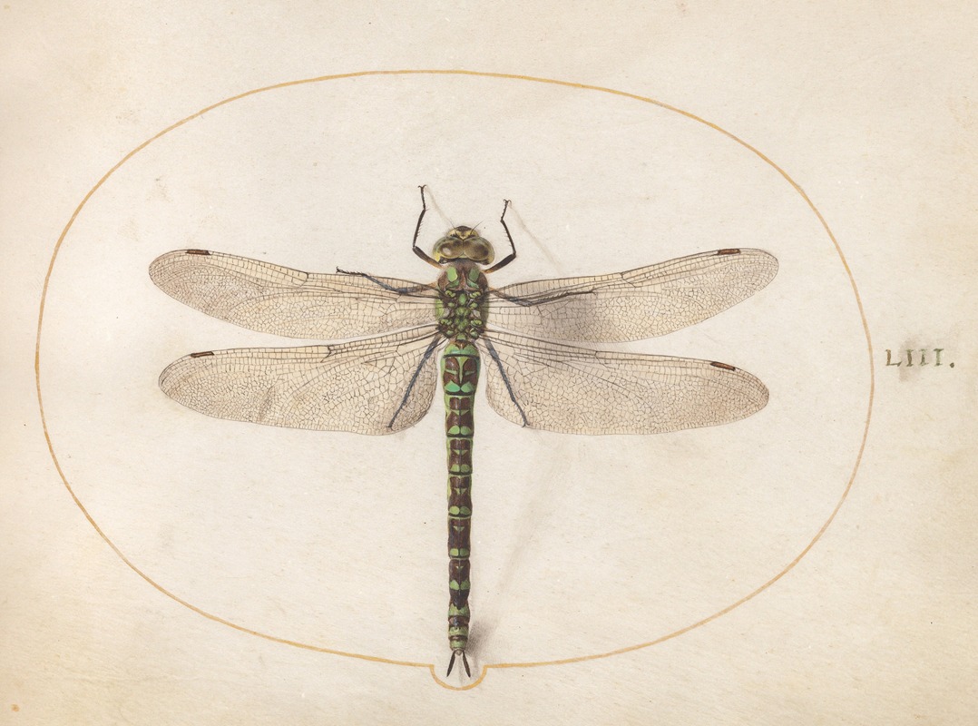 Joris Hoefnagel - Plate 53; Southern Hawker Dragonfly