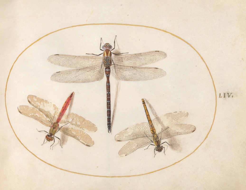 Joris Hoefnagel - Plate 54; Hairy Dragonfly and Two Darters