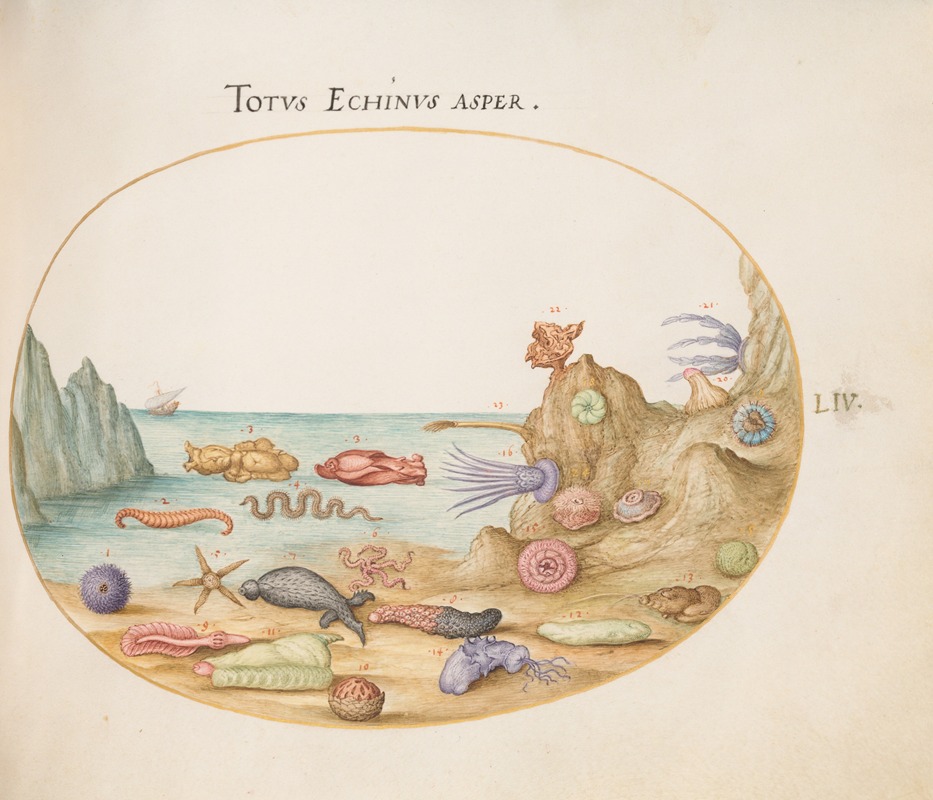 Joris Hoefnagel - Plate 54; Sea Cucumbers, Sea Urchins, Starfish, a Sea Nettle, a ‘Sea Hare,’ and Other Marine Life