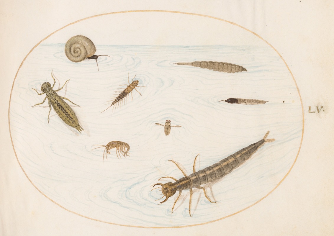 Joris Hoefnagel - Plate 55; Aquatic Insects and Invertebrates, Including a Snail