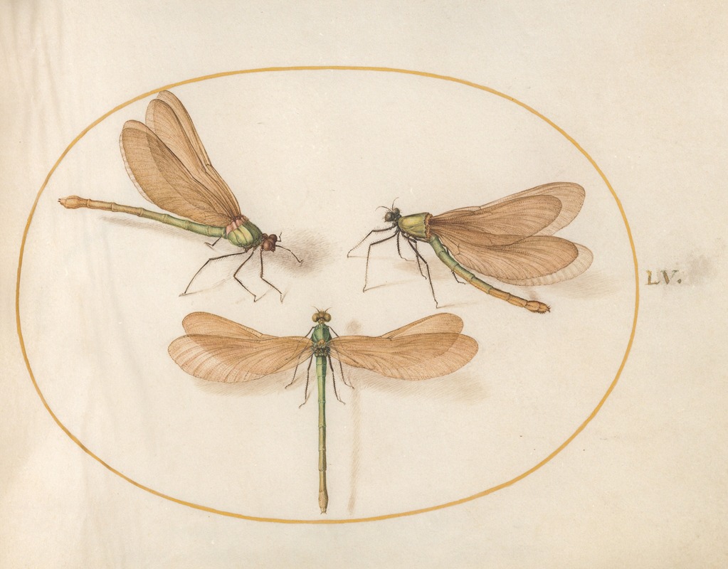 Joris Hoefnagel - Plate 55; Three Green Damselflies with Brown Wings (Beautiful Desmoiselles)