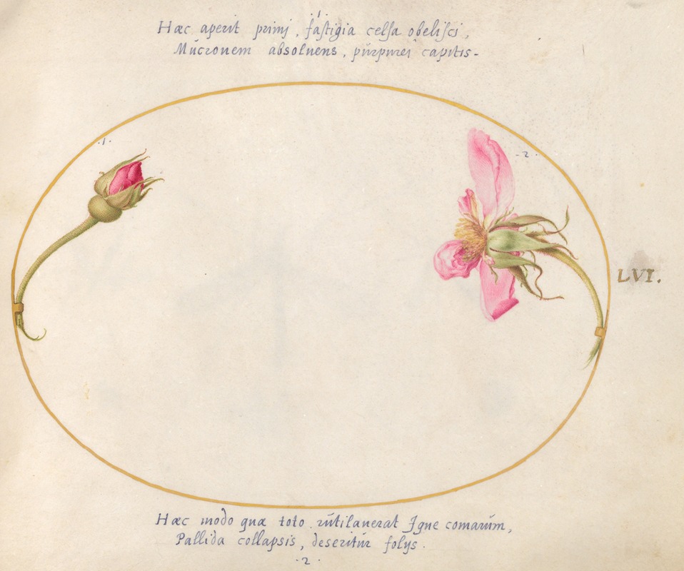 Joris Hoefnagel - Plate 56; A Rosebud and a Disintegrating Pink Rose