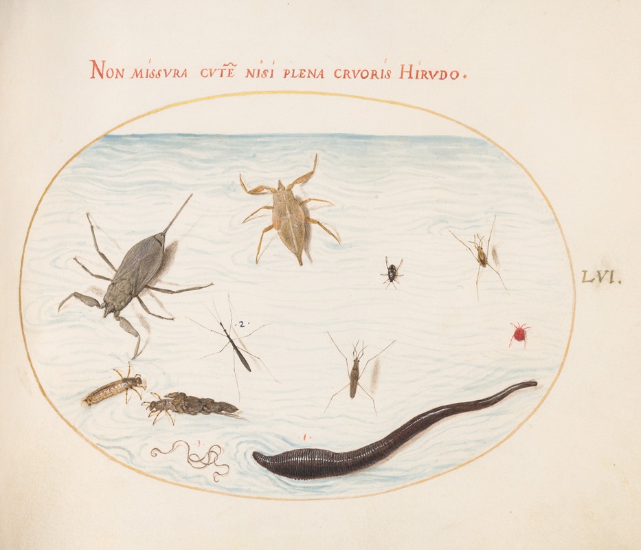 Joris Hoefnagel - Plate 56; Water Scorpion, Water Measurer, Pond Skater, Red Water Mite, Leech, and Other Water Insects