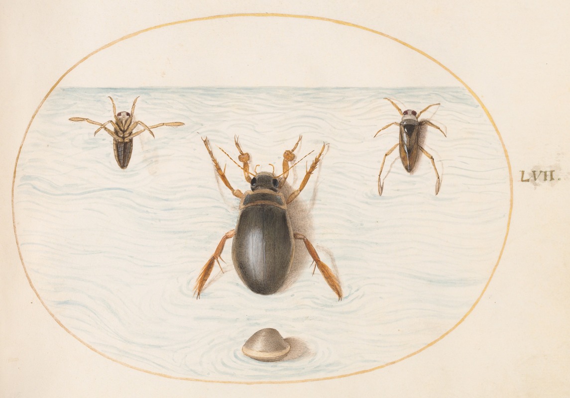 Joris Hoefnagel - Plate 57; A Diving Beetle and Two Views of a Backswimmer