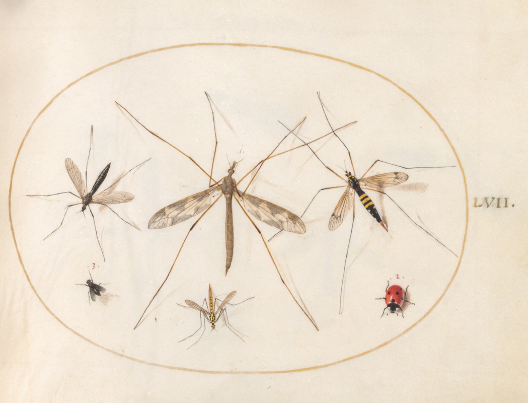 Joris Hoefnagel - Plate 57; A Ladybug, a Fly, and Four Other Insects