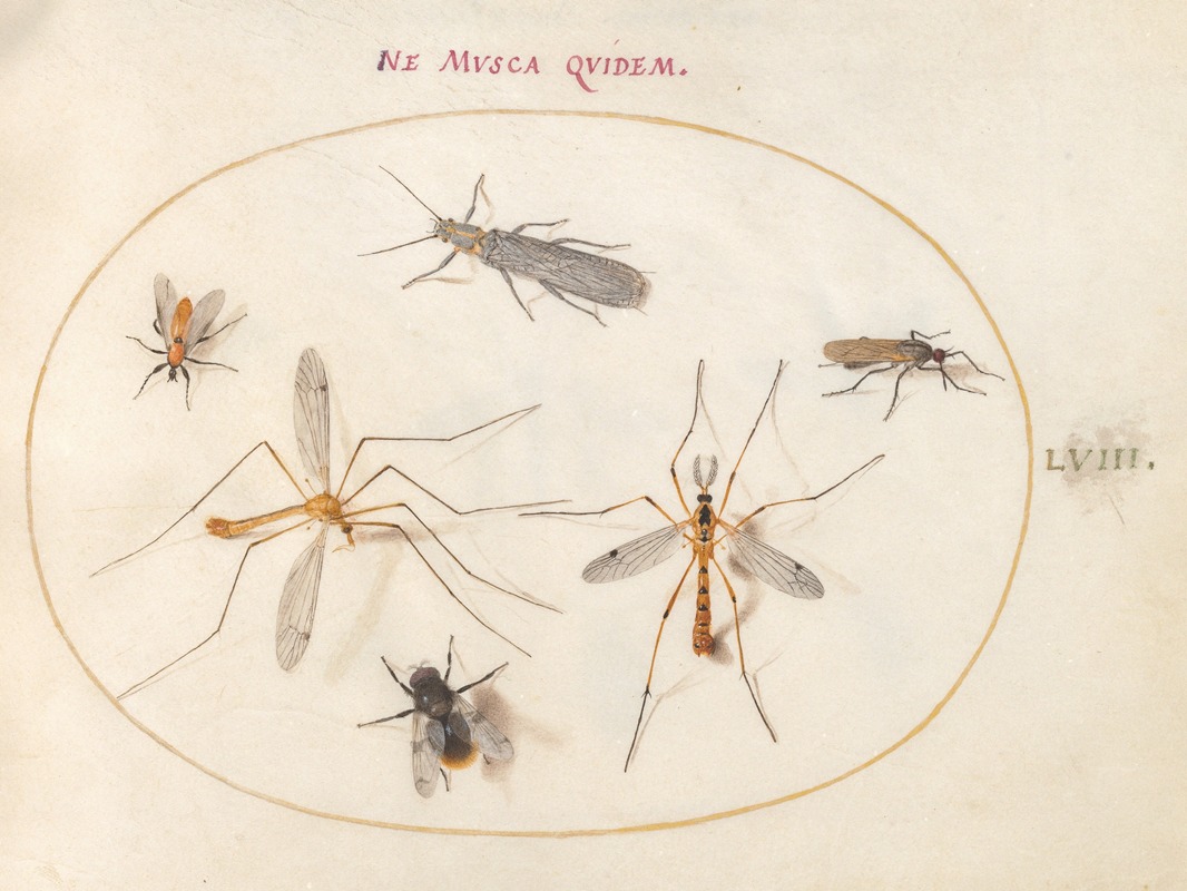 Joris Hoefnagel - Plate 58; A Bee and Five Other Insects