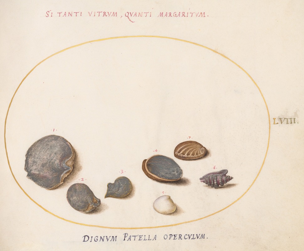 Joris Hoefnagel - Plate 58; Shells, including Abalone