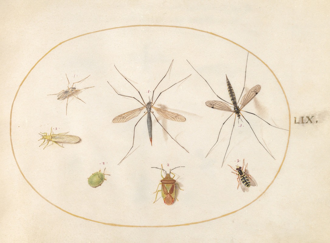 Joris Hoefnagel - Plate 59; Seven Insects, Including a Hawthorn Shield Bug, Crane Flies, and a Hoverfly