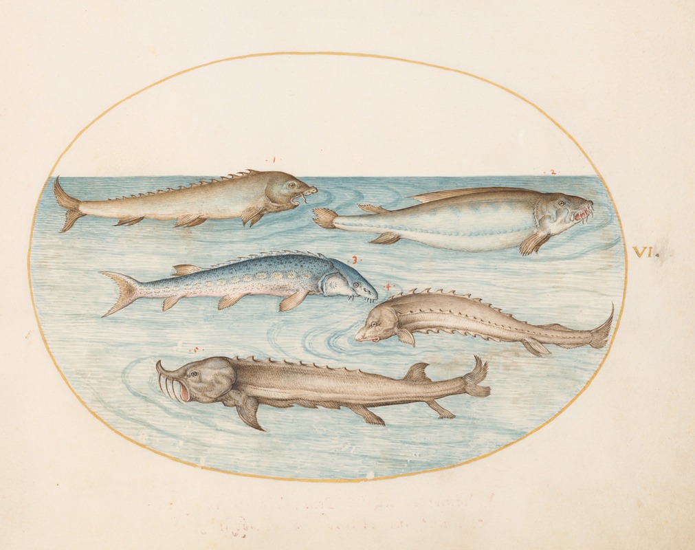 Joris Hoefnagel - Plate 6; Five Catfish and Sturgeon